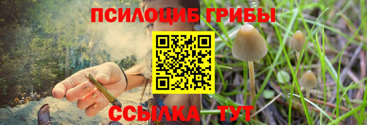 Камышлов  Галлюциногенные грибы Psilocybe  Вход с VPN 